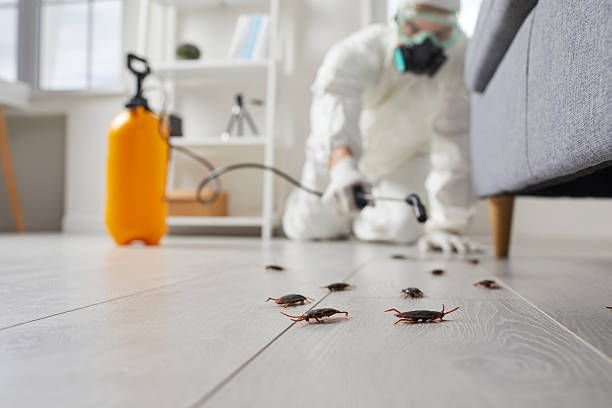 Commercial Kitchen Cockroach Control in University Center